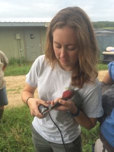 Trimming a sandhill crane's bill