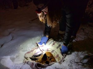 Recovering a sedated red fox