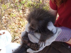 Restraining a porcupette