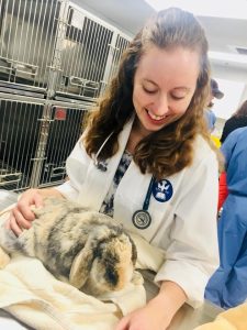 Examining a domestic rabbit