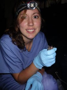 Restraining a bat for white nose syndrome research