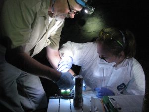 Collecting swab sample on a bat