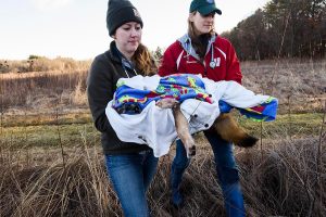 Transporting a sedated coyote