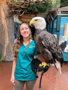 Educational bald eagle