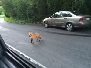 Radio collared red fox