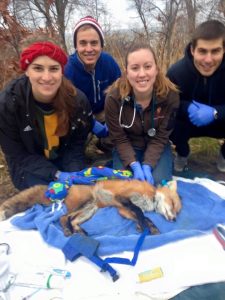 Canid Health Team with sedated red fox