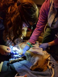 Drawing blood on a sedated red fox