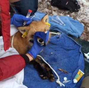 Restraining a sedated red fox for sampling