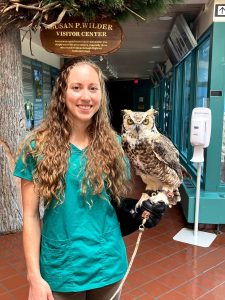 Education great horned owl