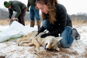 Examining a sedated coyote.