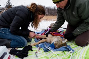 Drawing blood on a sedated coyote