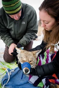 Restraining a sedated coyote for ear tagging